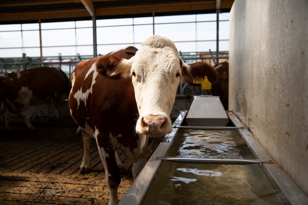 L’image représente une vache de race pie rouge (probablement Montbéliarde ou Simmental), en gros plan dans une étable moderne. Elle est positionnée face à l’objectif, regardant directement la caméra, ce qui donne une impression de proximité et d’interaction avec l’animal. Sa tête est blanche, encadrée par deux oreilles brunes ; l’oreille droite porte une boucle d’identification jaune, marquée du numéro '068'. Son museau est humide, et on distingue nettement les détails de sa peau et de ses poils. À droite de l’animal, un abreuvoir métallique en inox est intégré dans une rigole murale. L’eau y est propre, claire, et partiellement agitée, reflétant la lumière ambiante. On aperçoit le nom de la marque de l’abreuvoir gravé sur le métal : "Suevia". Ce système d’abreuvement est typique des installations d’élevage intensif ou semi-intensif. L’environnement général est un bâtiment agricole couvert, bien éclairé par la lumière naturelle provenant de grandes baies vitrées latérales. Le sol est constitué de dalles rainurées, facilitant le drainage et le nettoyage, et d’autres vaches au pelage similaire sont visibles en arrière-plan, floues mais identifiables. L’ensemble reflète une infrastructure d’élevage soignée et fonctionnelle, conçue pour le confort et le bien-être du bétail, tout en assurant une gestion efficace de l’hydratation animale.