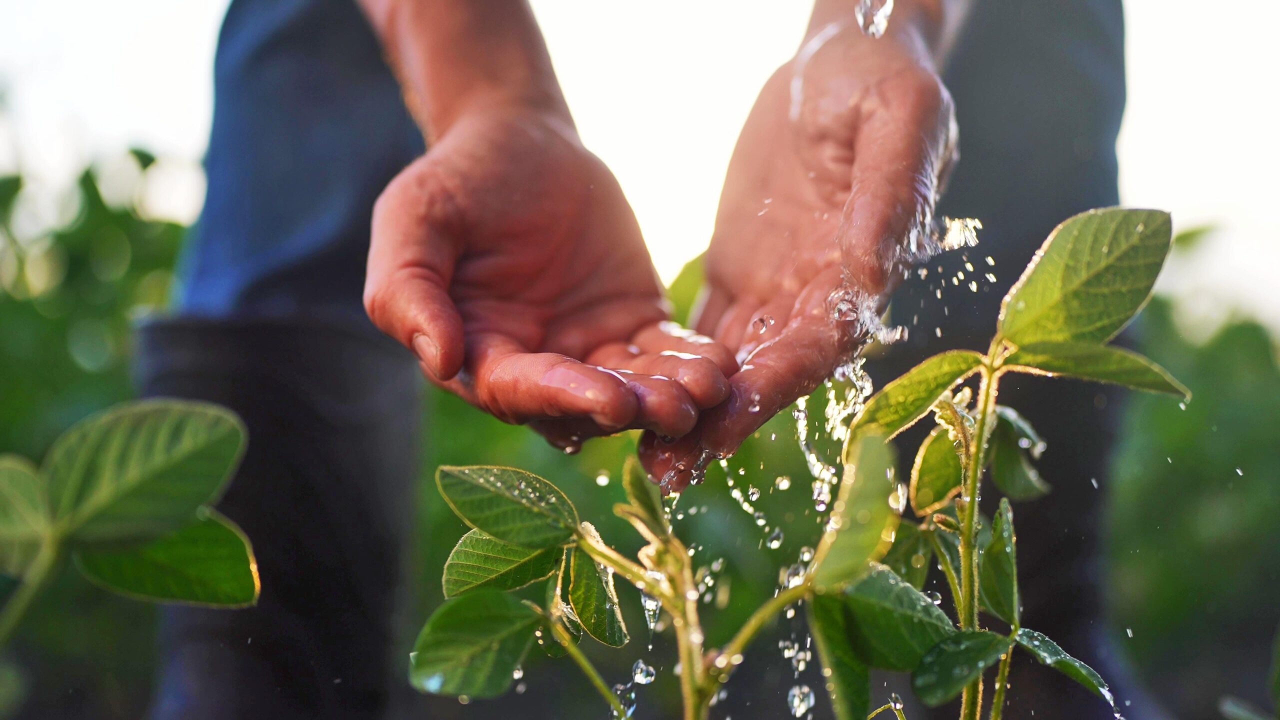L’image montre un gros plan de deux mains humaines ouvertes, légèrement en coupe, recevant de l’eau claire en plein air. L’eau coule délicatement entre les doigts, formant de petites gouttelettes en suspension, visibles en plein éclat à la lumière du soleil. Cette scène se déroule au-dessus d’une jeune plante verte, dont les feuilles ovales, nervurées et d’un vert éclatant sont bien mises en valeur au premier plan. La plante semble en bonne santé, enracinée dans un sol invisible mais suggéré. En arrière-plan, flou mais perceptible, on distingue des jambes vêtues d’un pantalon foncé (probablement un jeans) et des bottes de travail noires, indiquant que la personne est probablement un agriculteur ou jardinier. L’éclairage provient de l’arrière, créant un halo lumineux chaud (probablement un lever ou coucher de soleil), qui met en valeur la transparence de l’eau et le reflet sur les feuilles. L’image évoque un geste de soin, d’attention à la nature, et met en avant le rapport harmonieux entre l’humain et l’environnement, notamment dans un contexte agricole ou écologique.