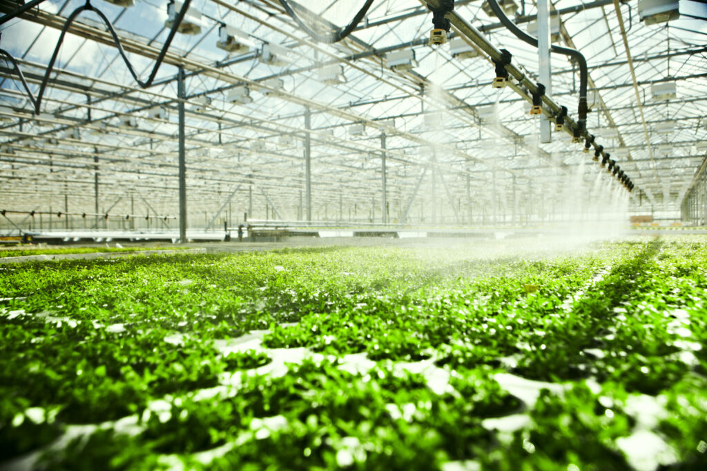 L’image montre l’intérieur d’une serre agricole industrielle moderne dédiée à la culture intensive de plantes vertes à feuilles. La perspective en contre-plongée met en avant les lignes de plantations parfaitement alignées au sol, recouvert d’un substrat clair et uniforme. Les plants sont jeunes, d’un vert éclatant, et semblent être des légumes-feuilles, comme de la laitue ou des herbes. En hauteur, un réseau complexe de structures métalliques soutient la serre, composée de poutrelles, de câbles de tension et d’un toit vitré laissant passer une lumière naturelle intense. Le toit est parsemé de panneaux et de lampes horticoles, probablement utilisés pour compléter l’éclairage naturel. Au centre-droit de l’image, un système d’irrigation automatisé par aspersion est suspendu à une rampe métallique. Ce système est composé de nombreuses buses d’arrosage réparties régulièrement, pulvérisant une fine brume d’eau sur les cultures en dessous. Les gouttelettes d’eau sont visibles, en suspension dans l’air et éclairées par la lumière, ce qui donne un aspect dynamique à l’arrosage en cours. L’atmosphère générale est maîtrisée, propre et très organisée, illustrant l’efficacité d’un environnement de production agricole contrôlé. Aucune présence humaine directe n’est visible, mettant en avant l’aspect automatisé et technologique de l’irrigation et de la culture.